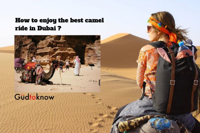 Dubai Camel Ride