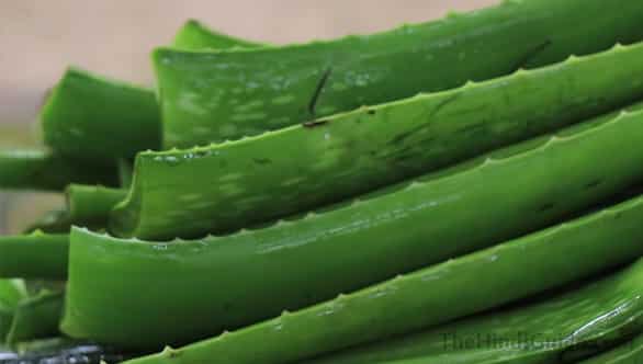 aloe vera uses