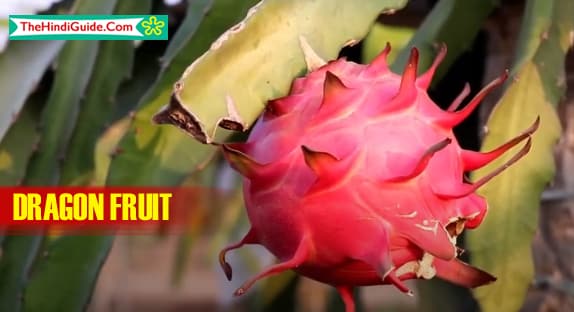Maintain Sugar Level With Dragon Fruit