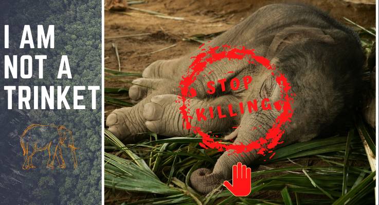 Stop Killing Elephant
